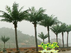  公园椰子树 