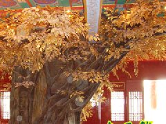  中华民族博物院红叶仿真榕树 