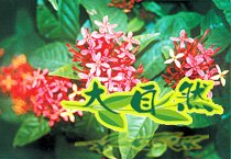 仙丹花